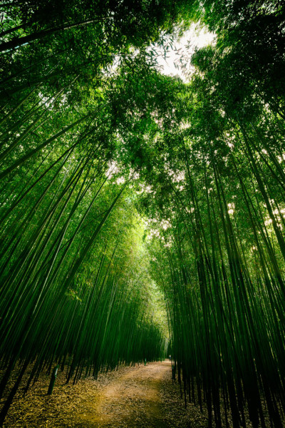 Bamboo forest in Ulsan